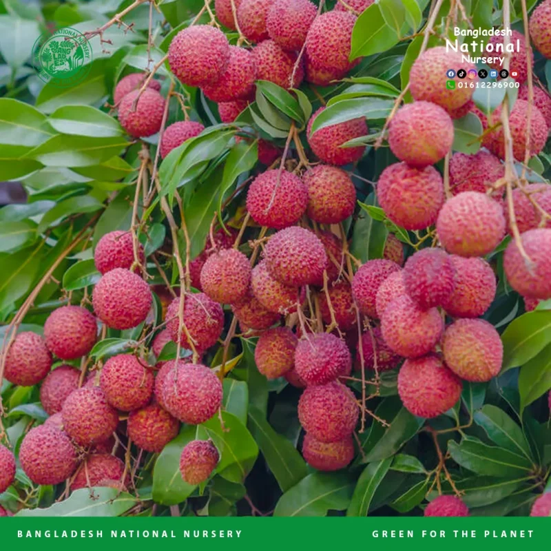 China 3 lychee - Image 2