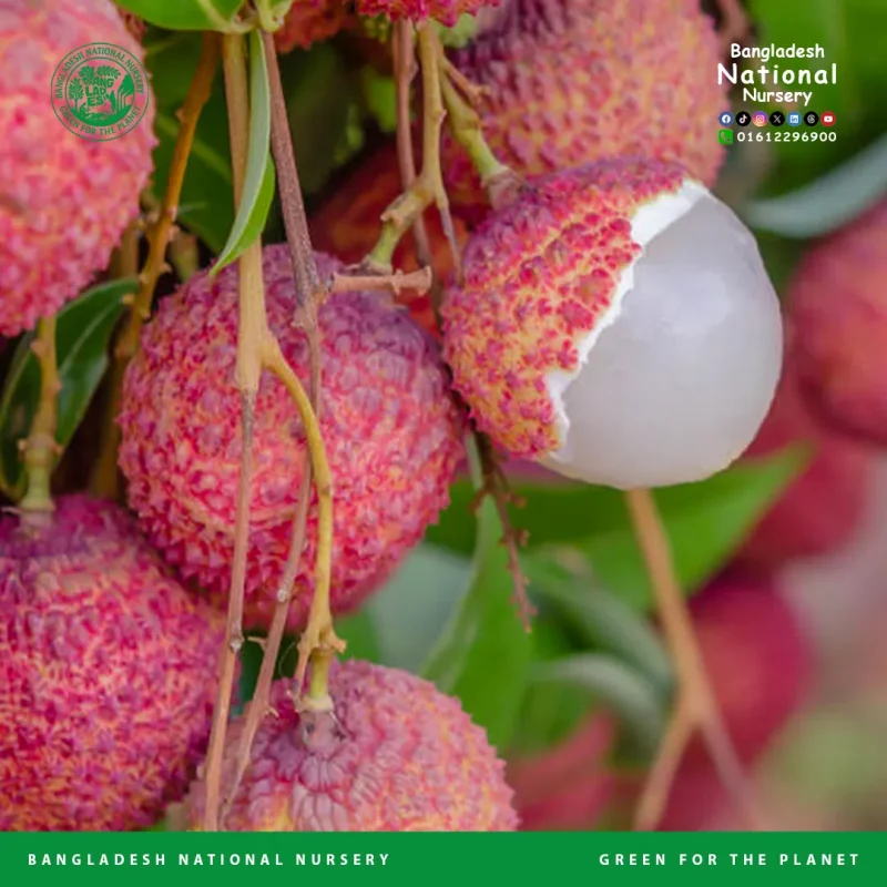 China 3 lychee - Image 4