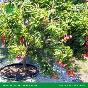 China 3 lychee