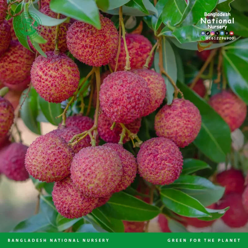 China 3 lychee - Image 3